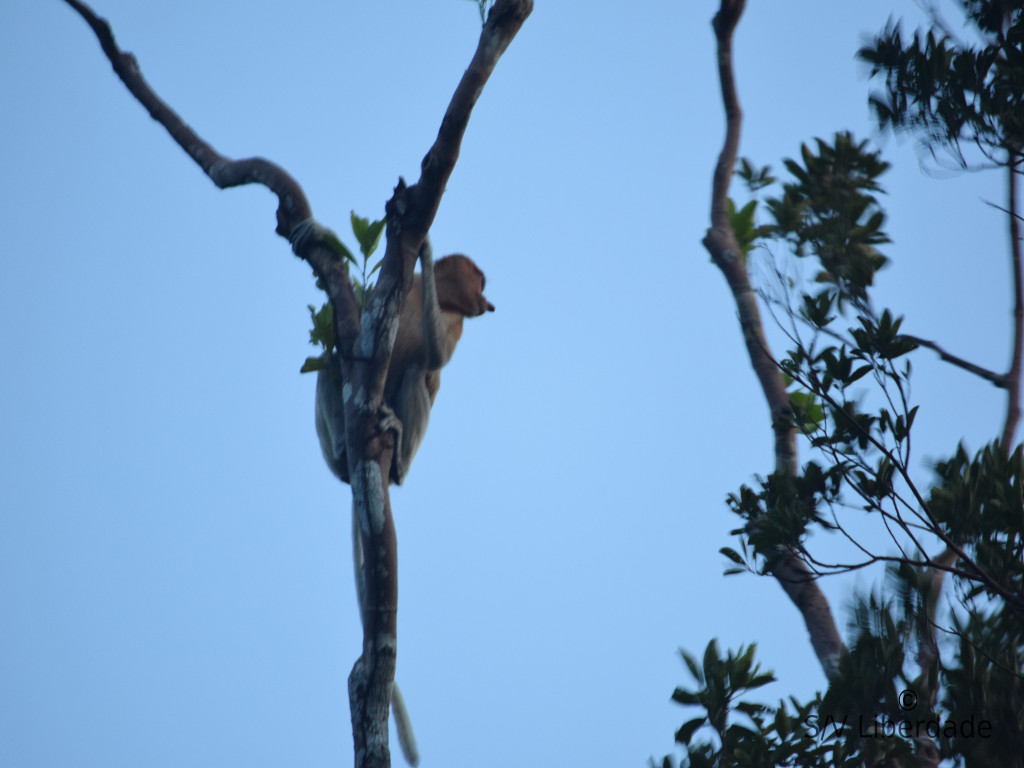 singe du soir