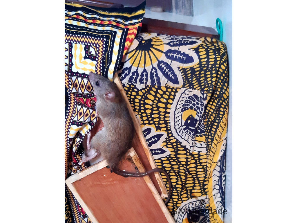 Rat des iles