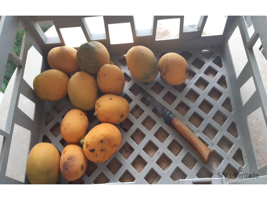 Mangues du jardin