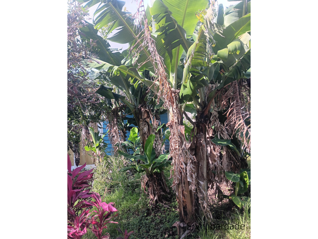 Verdure