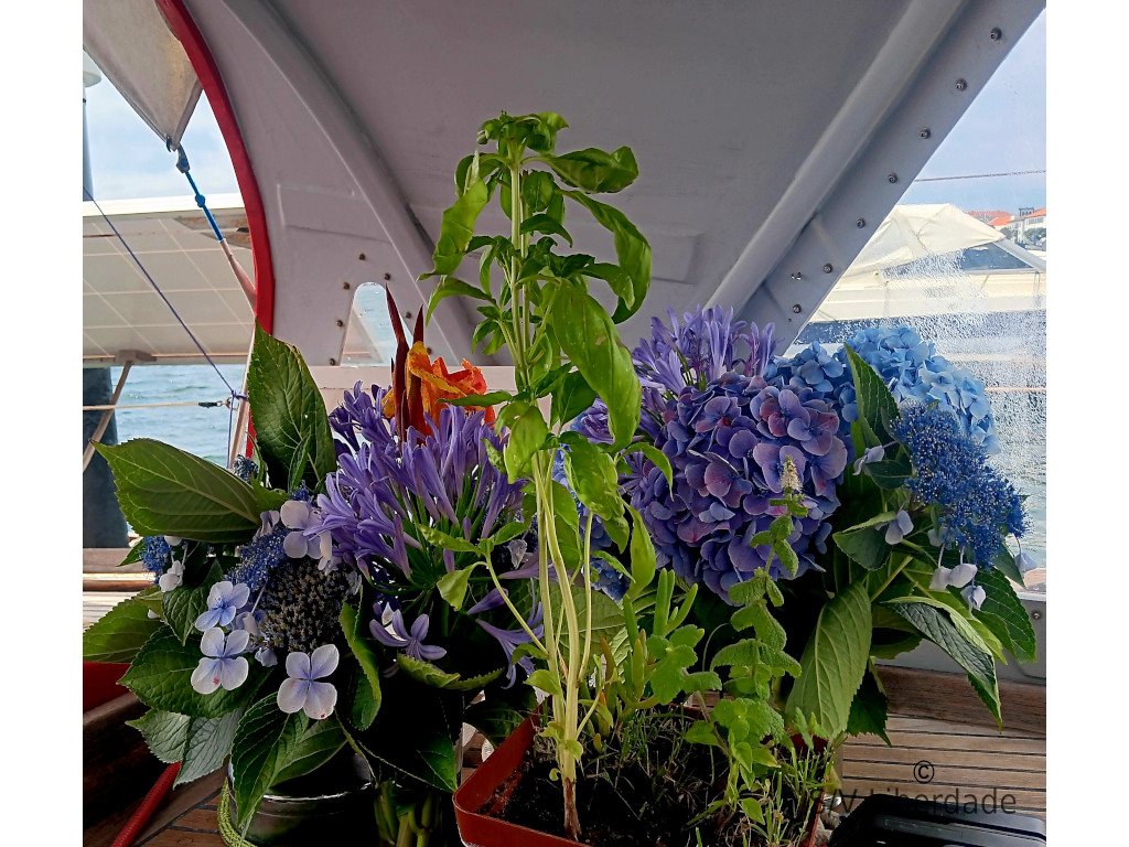 Fleurs et Basilic