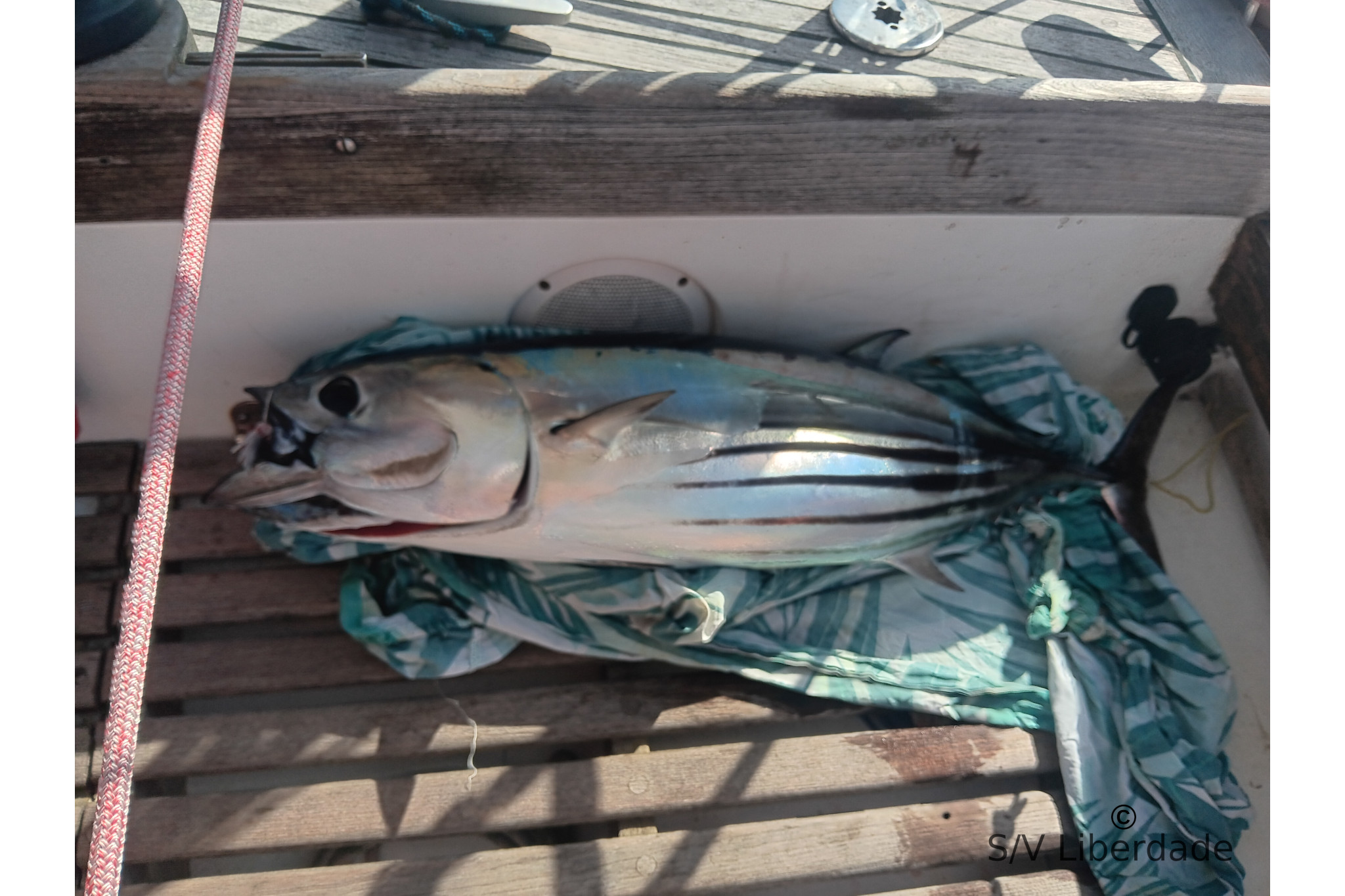 Skipjack Tuna ou Bonite