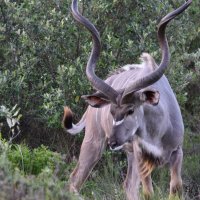 Kudu