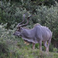 Kudu