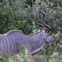 Kudu