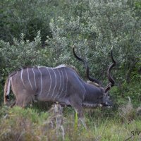 Kudu